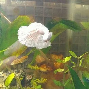 Meet your Posher, Fiesty fins